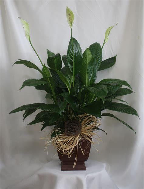 popular potted plants for funerals.